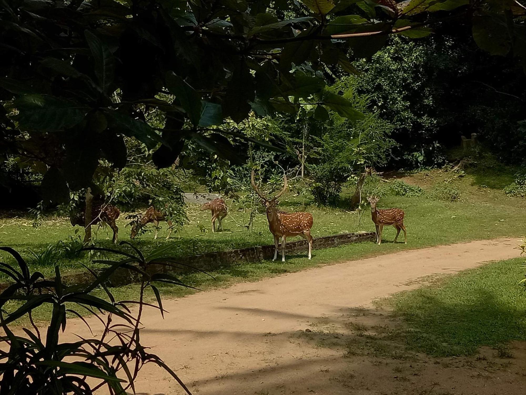 Deer Garden Guest Hotel Polonnaruwa Exterior photo
