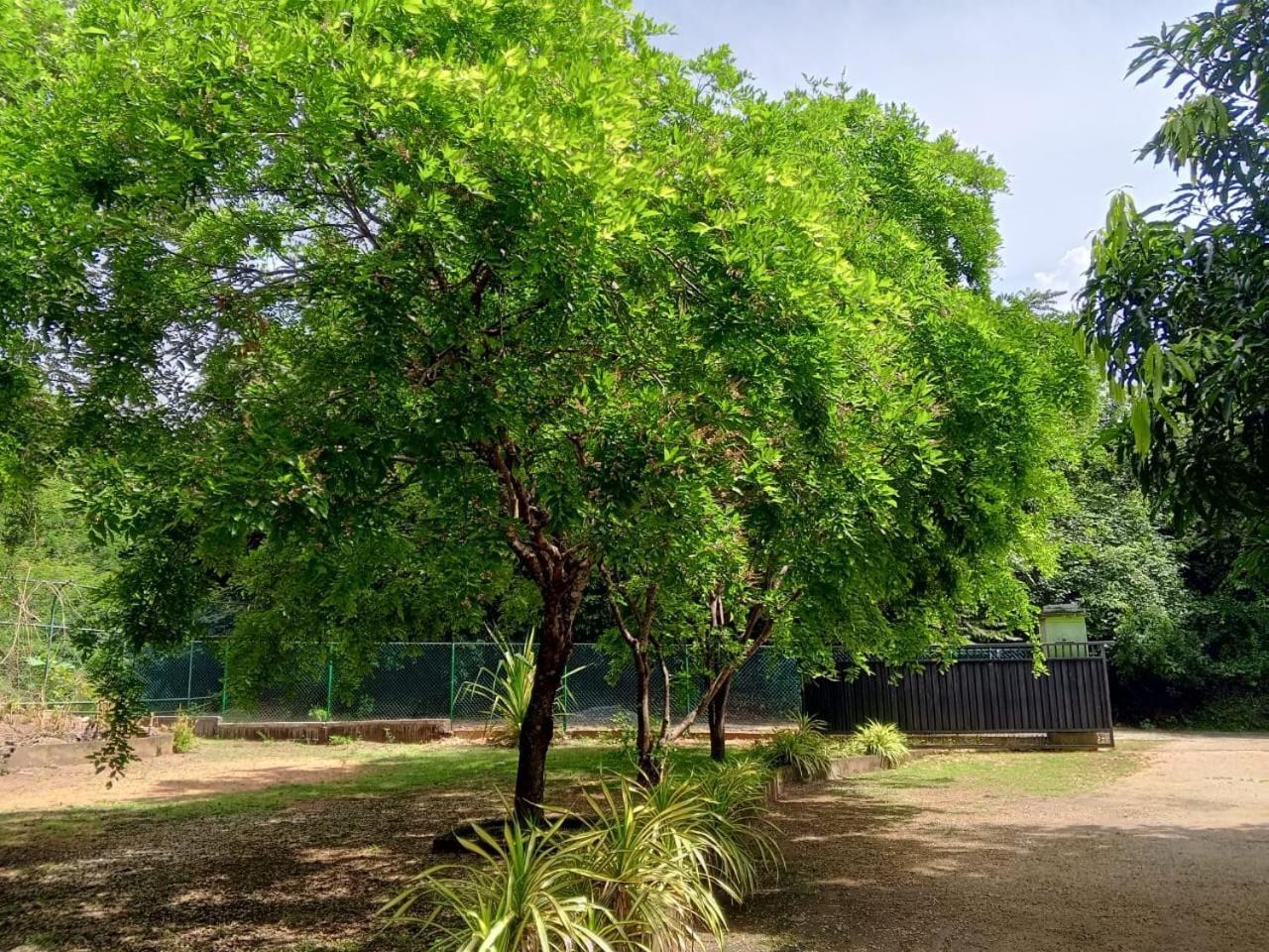 Deer Garden Guest Hotel Polonnaruwa Exterior photo